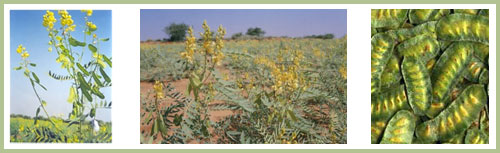 Senna leaves and pods exporter