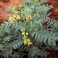 Senna Cultivation, Jyotindra International